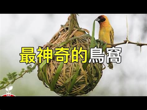 小鳥在陽台築巢|小鳥築巢有玄機